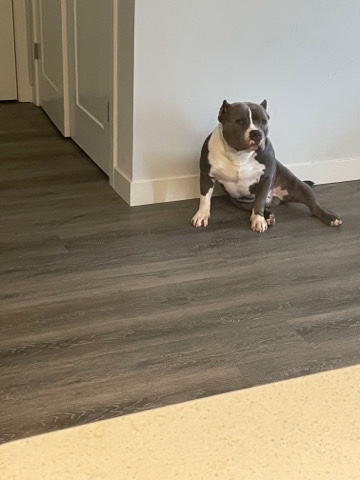 Bull Terrier – american bully pit bull terrier