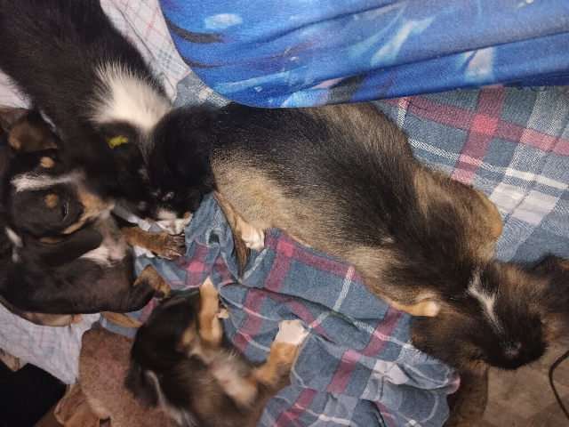 Chihuahua/mini dashounds
