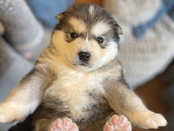 Alaskan Malamute – 🏆Alaskan malamutes🏆 – Birmingham