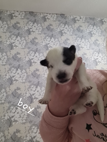 Siberian Husky – shepsky puppys third husky quarter German sheppard