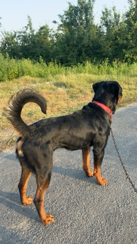 Rottweiler – Rottweiler