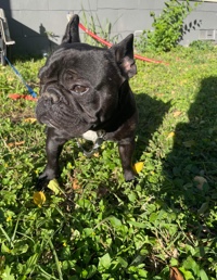 French Bulldog – French bulldog