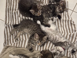 British Shorthair – BKH kitten – Sinzheim