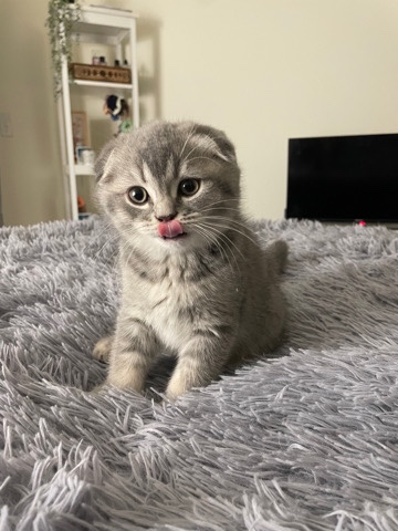 Scottish Fold – kitten for sale