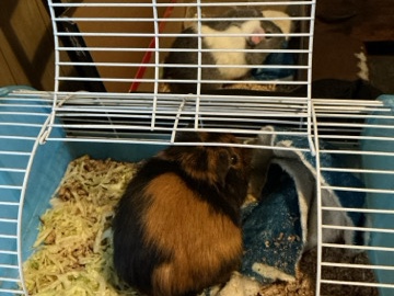 Guinea pigs