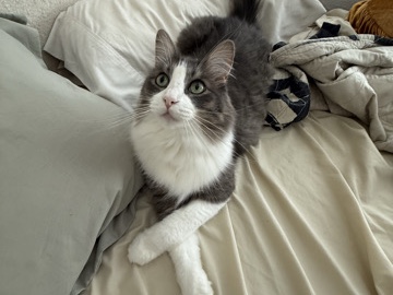 Re-homing domestic long hair – San Diego
