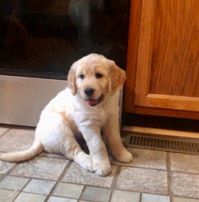 Golden Retriever – Golden Retriever Puppy – Bedford County