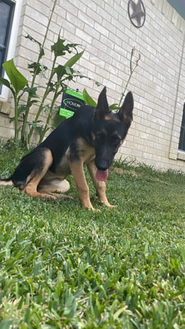 German Shepherd – German Shepard