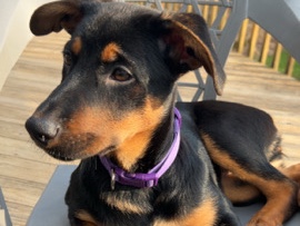 German Shepherd – Ella – Tobyhanna