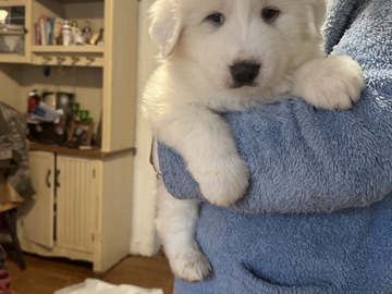 looking for a familia