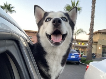 Siberian Husky – Rehome winter the husky – Ontario