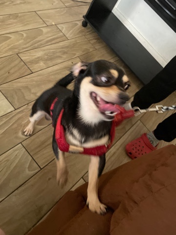 Chihuahua – Need new home
