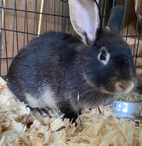 Lionhead – lion head buck!