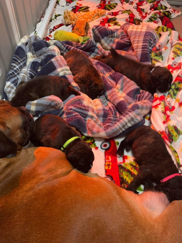 Boxer – European boxer puppy