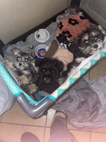 miniature snoausers