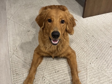 Golden Retriever โ Golden Retriever For Sale โ Winter Garden