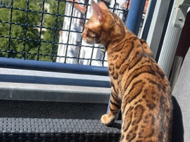 bengal Katze weiblich 1 Jahr alt die Schwester 