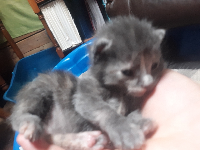 Manx – insanely small rehoming fee for pixie Bob kittens