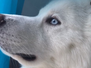 Siberian Husky – Siberian Husky – West Chester