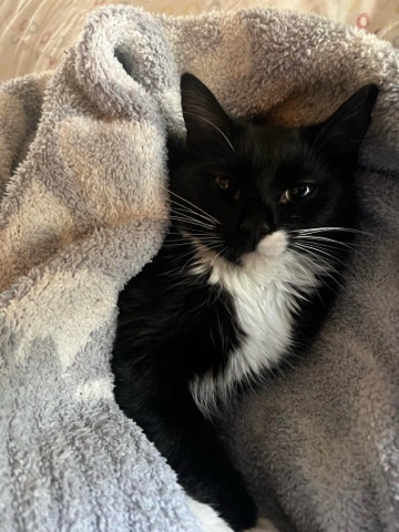 American Shorthair – Miss Meadow