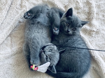 British Shorthair – Süße BKH kitten – Osnabrück