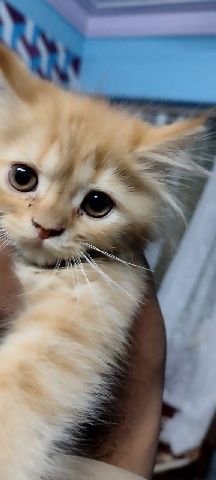 Persian cat