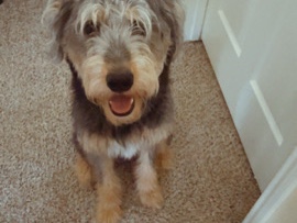 Goldendoodle – Looking for a new home! – Pearland