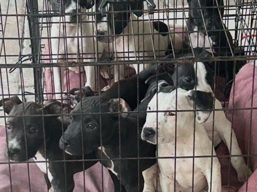 American Pit Bull Terrier – Friendly American Pit Bull Terrier Puppy – 8 Weeks Old – Deltona