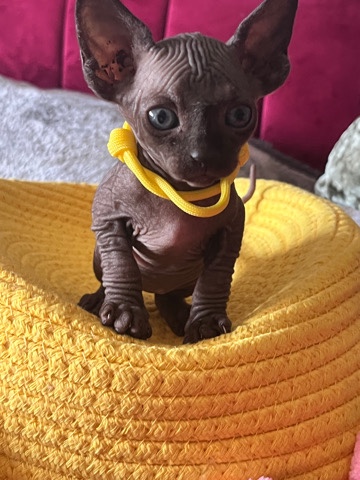 Sphynx – Gorgeous sphynx kittens variable colours Tica reg.