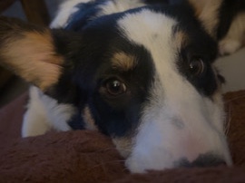 Pembroke Welsh Corgi – Rehome 1 year old Corgi – Pocatello