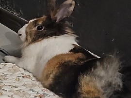 Finding new owner for my rabbit 