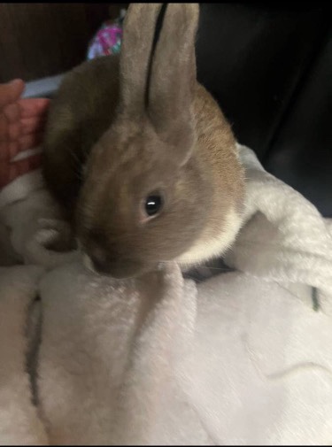 Bunny