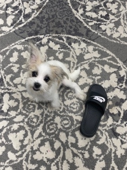 Yorkie Mix