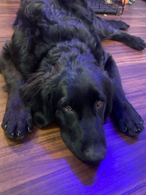 Golden Retriever – Golden Retriever…But Black 😍