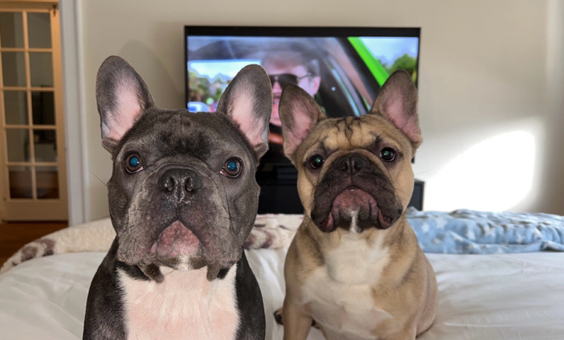 French Bulldog – 2 Adult French Bulldogs