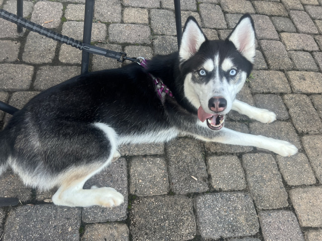 Siberian Husky – Husky – Tega Cay