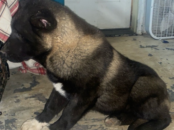 Akita Puppy