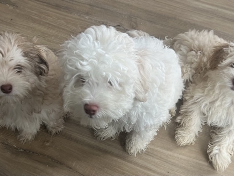 Shih Poo – 4 Shihpoo Puppies – South Fulton