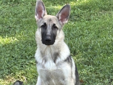 German Shepherd – Sweet 7-Month-Old German Shepherd Puppy for Sale – Terre Haute – Terre Haute