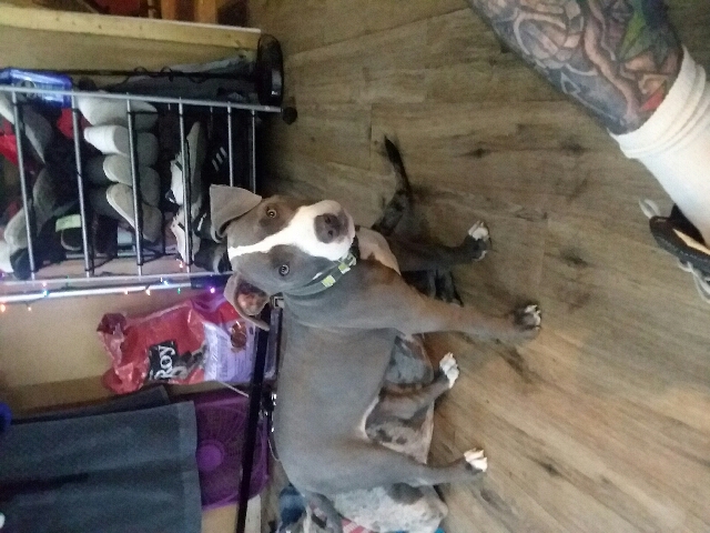 Blue nose pitbull puppy