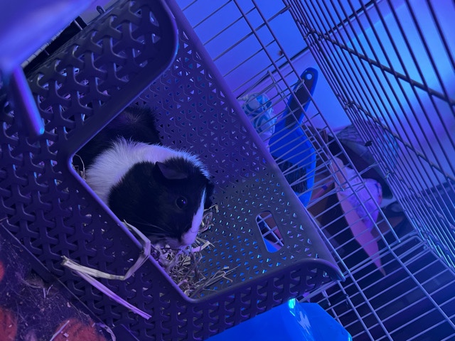 Female Guinea Pigs