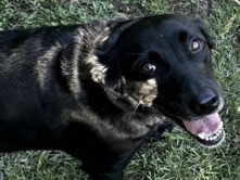 Labrador Retriever – Moving and need to rehome Black Labrador