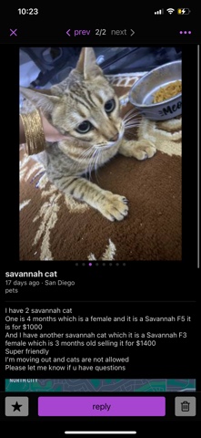 cat