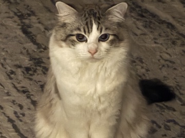 Ragdoll – Purebred 2-Year-Old Male Ragdoll – Fully Vaccinated with Records – Olive Branch