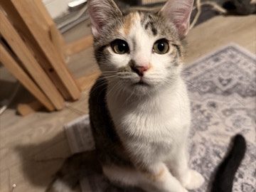 American Shorthair – KITTEN NEEDS NEW HOME – Cypress