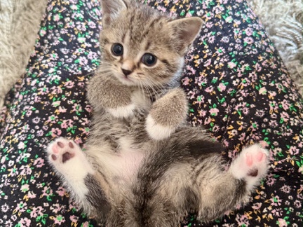 British Shorthair – Kitten BKH / Ägyptisch Mau – Oldenburg