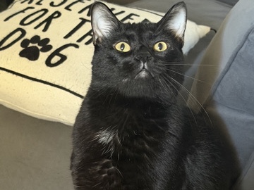 American Shorthair – Sarge – Akron