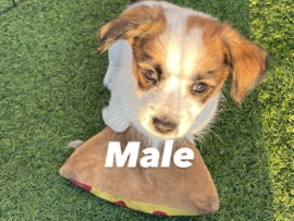 Shih Tzu – Shih Tzu puppies for sale! – East Los Angeles