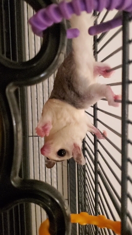 bear – male sugar glider
