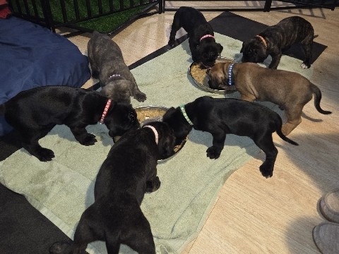 Cane Corso – 🐾 Cane Corso Puppies Looking for Their Furever Homes! 🐾 – St. Augustine